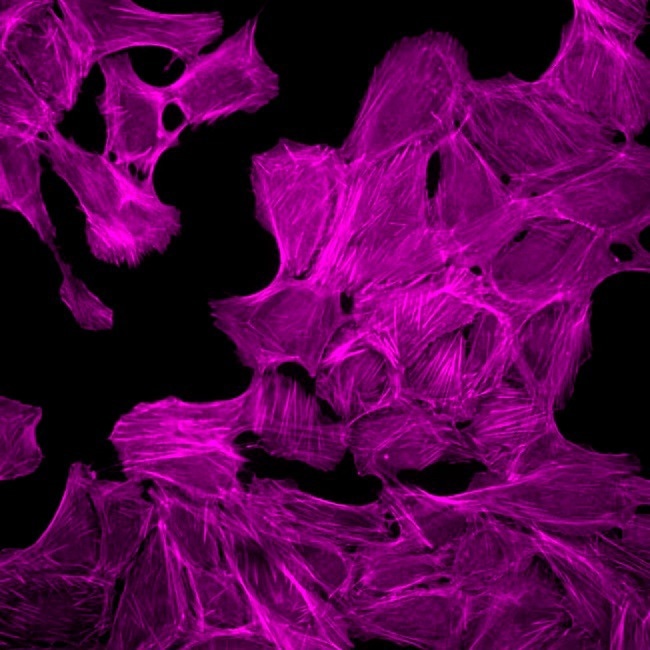 Scalable ImageXpress Confocal HT.ai High-Content Imaging System