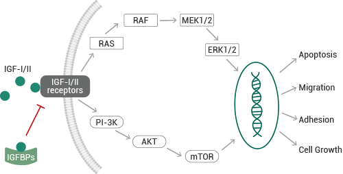 Cellular activity of IGFBPs.