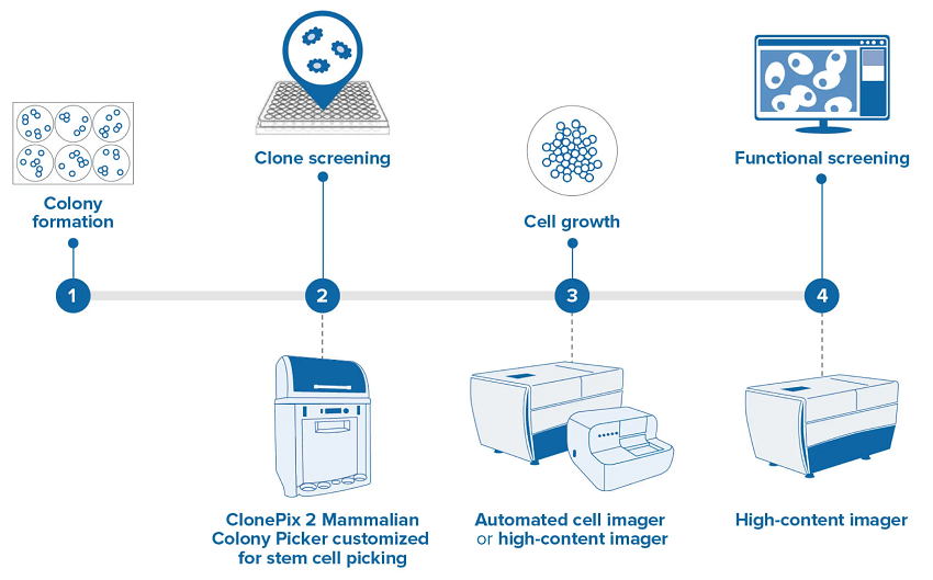 Complete automated screening using the ClonePix 2 Mammalian Colony Picker