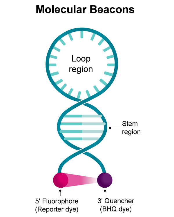 Molecular Beacon probes: Dual-labeled, stem-loop custom DNA probes for qPCR