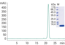 High-purity: ≥ 95 % as determined by SDS-PAGE & SEC-HPLC.