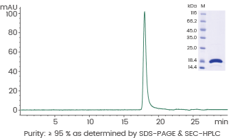 GMP grade cytokines for cell therapy and clinical applications