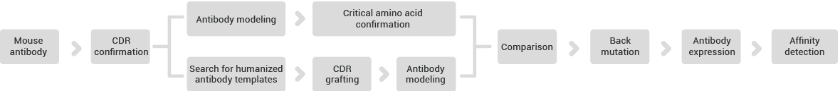 Antibody humanization with high sequence homology