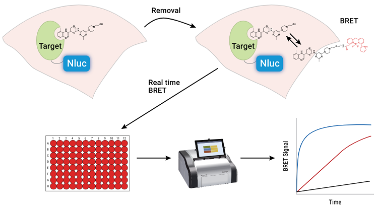 An example of one method for measuring compound residence time using NanoBRET™ technology.