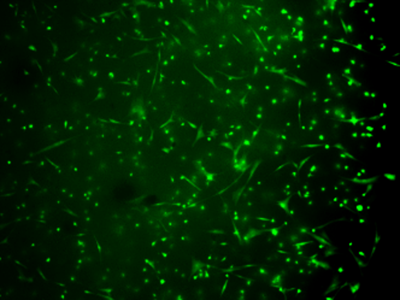 TissueFab® bioink Bone - Vis/405 nm