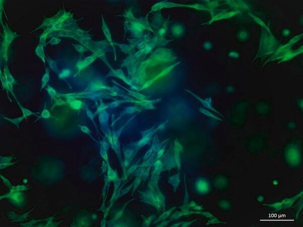 TissueFab® bioink - (Gel)ma-Vis/405 nm