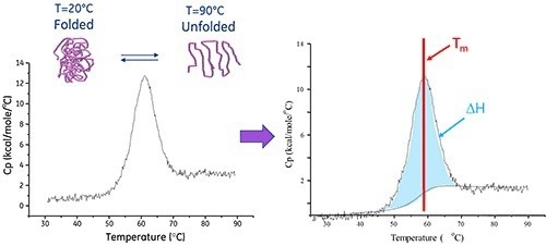 MicroCal PEAQ-DSC Automated: regulated environment protein stability analysis