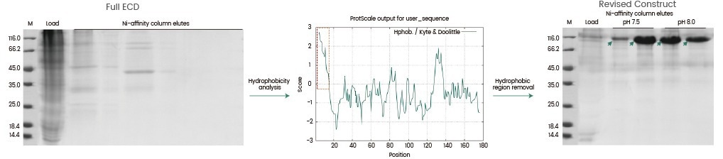Baculovirus–insect cell expression system for protein delivery