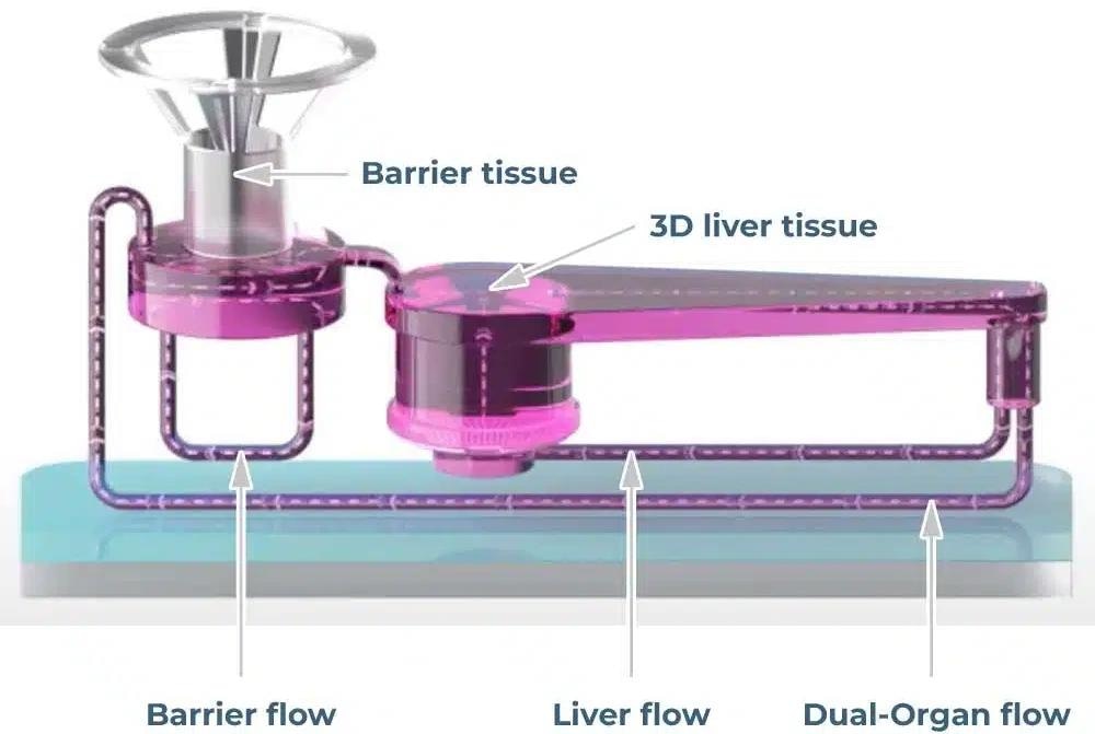 PhysioMimix® Dual-Organ Plate for organ-to-organ crosstalk investigation