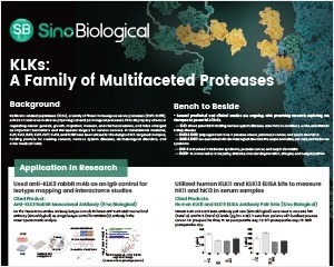 Unlocking the secrets of KLK proteases: Bridging cancer research and therapeutic innovation