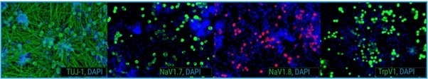 Immunocytochemistry of axoCells Sensory Neurons show expression of the key marker TUJ-1, indicative of neuronal development, and the nociceptive ion channels TrpV1, Nav1.7, and Nav1.8, responsible for the generation and maintenance of abnormal neuronal electrogenesis and hyperexcitability in the development of pathological pain.