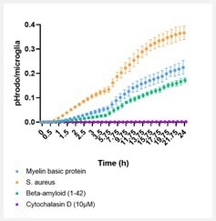 axoCells Microglia demonstrating phagocytosis of various baits. axoCells Microglia were thawed and matured for seven days before addition of pHrodo labeled bait. Baits were added to the cells and phagocytosis monitored over 24 hours using an IncuCyte® S3, showing a steady increase over time. Cytochalasin D (10 µM) was used as a negative control and showed complete inhibition of phagocytosis. I