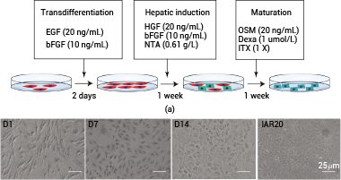 (a) Flowchart illustrating the induction process of MSCs differentiating into hepatoid cells in vitro. (b) Morphological representation of MSCs during their differentiation into hepatoid cells