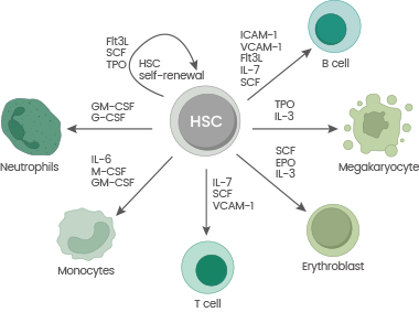 Schematic overview of cytokines involved in HSC differentiation.