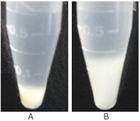 Viscosity reduction assay shows that SuperNuclease reduces the viscosity of E. coil lysate. A. In the presence of 25U/mL SuperNuclease. B. In the absence of SuperNuclease.