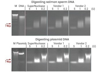 SuperNuclease: An efficient solution for regulatory-compliant nucleic acid removal in biologics
