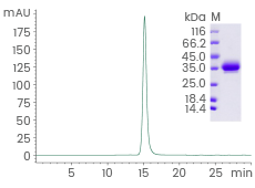Purity: ≥97 % by SDS-PAGE and ≥ 95 % SEC-HPLC.