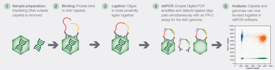 The Vericheck ddPCR Empty-Full Capsid Kit method. DNase treatment removes external DNA. Probes then specifically bind to AAV capsids. Oligos on these probes ligate together when in close proximity. ddPCR technology then amplifies and detects the ligated oligo pairs, while an ITR-2 assay simultaneously detects the AAV genome. Software analyzes the signals from each capsid type to calculate the empty-to-full capsid ratio