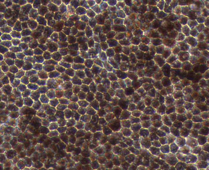 Hexagonal morphology and pigmentation typically observed in mature RPE cells