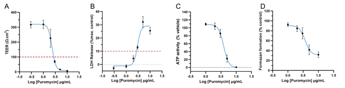 Puromycin induces a dose-dependent response as measured by A) TEER, B) LDH release, C) cellular ATP activity and D) formazan formation. After stimulating Newcells’ SAEC-ALI model with specified concentrations of Puromycin for 72 hours, resultant cell and epithelium damage show a dose-dependent decrease in TEER, which is associated with an increase of LDH release. Data shows a dose-dependent reduction in ATP activity and cell viability