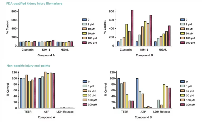 High content comparison of two compounds for drug safety prediction using aProximate™ PTCs, indicating a possible nephrotoxic effect for compound B with increased levels of injury biomarkers and decrease of non-specific injury end points. Compound A is predicted as non-toxic