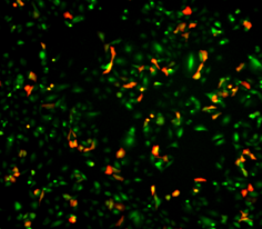 Transfection Efficiency
