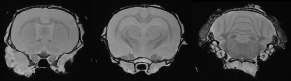 Ex vivo imaging can produce high-resolution images of the rat brain providing excellent delineation of brain regions.