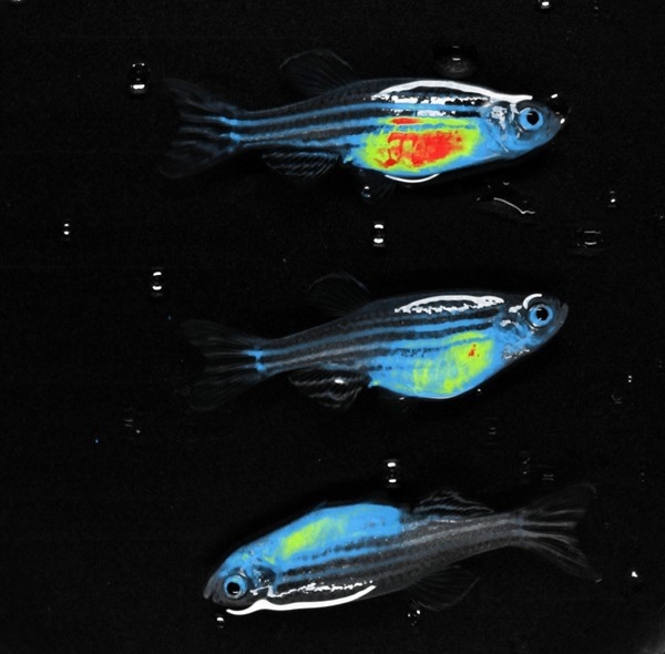 RED FLI - Zebrafish.