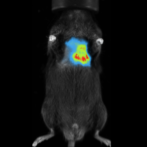 BLI Image of Orthotropic Lung Metastases in Mouse.