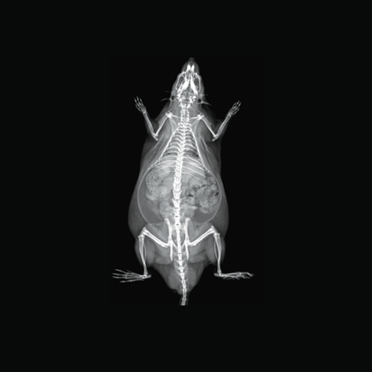 iNSiGHT DXA for preclinical research