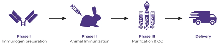 Anti-idiotype antibody solutions for immunoassay development