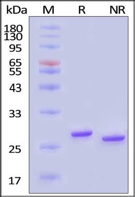 GENIUS™ nuclease (salt active)