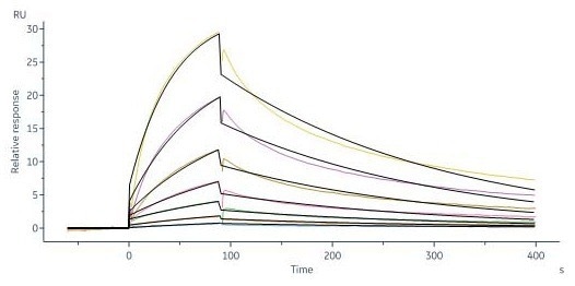 GMP-grade human DLL4 protein