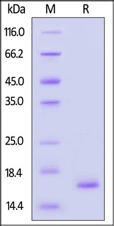GMP-grade human FGF basic protein