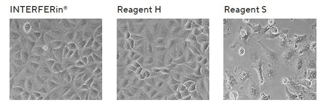 Enhancing siRNA/miRNA transfection efficiency with INTERFERin®
