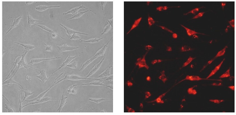 Optimized intracellular protein delivery with PULSin® technology