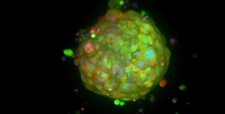 Highly reproducible 3D ready organoids