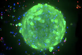 Highly reproducible 3D ready organoids