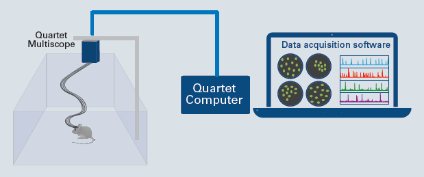 Imaging fibers transfer optical signals to and from the multi-site miniscope as the software enables live image processing