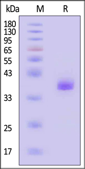 Human APOE3 Protein, Tag Free on SDS-PAGE under reducing (R) condition. The gel was stained with Coomassie Blue. The purity of the protein is greater than 90 % (With Star Ribbon Pre-stained Protein Marker).