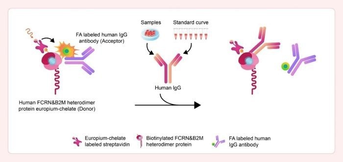 ACROBiosystem's Human FcRn binding Kit (TR-FRET)