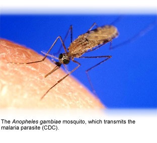 An international team of specialists in tropical medicine say at least half a billion cases of malaria occur each year, nearly 50% more than current estimates by World Health Organisation (WHO).