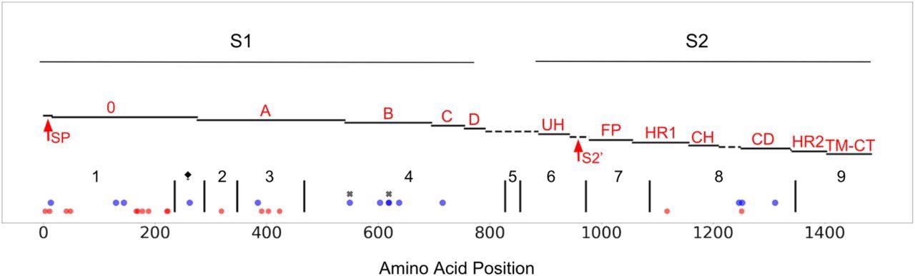CCoV-HuPn-2018 spike protein, mapped to a published FIPV-UU4 spike gene map (Yang et al. 2020). S1, S2, of spike are highlighted and the protein is further subdivided into functional subunits and subdomains. Blue dots represent sites under positive selection in CCoV-HuPn-2018 as identified by MEME and FEL in the single branch tests; red dots represent sites that are unique in CCoV-HuPn-2018, but are not under positive selection; black “x”s indicate sites under positive selection in the MEME test of the complete alignment that had moderate EBF values for CCoV-HuPn-2018. Red text labels accompany each subdomain/functional unit and are based on the original FIPV spike structure (Yang et al. 2020): SP, signal peptide; 0 domain; A domain; B, includes RBD-Receptor-Binding Domain; C; D; UH, upstream helix; S2’, S2’ cleavage (predicted furin site, using ProP1.0 (Duckert et al. 2004)); FP, fusion peptide; HR1, heptad repeat region 1; CH, central helix; CD, connector domain; HR2, heptad repeat region 2; TM, transmembrane domain; CT, cytoplasmic tail. The dashed line between D and UH refers to a region of peptide with no sequence similarity between FIPV and CCoV-HuPn-2018; this region includes the S1/S2 furin cleavage site in FIPV, which is absent in CCoV-HuPn-2018. The vertical black lines represent the breakpoints of the GARD identified non-recombinant fragments, and are labeled numerically. The ⧪symbol represents a 3’ GARD fragment of alignment set I that was analyzed for positive selection; this GARD fragment was determined from an alignment of just CCoV2b and TGEV sequences (set I). The 5’ end of GARD fragment 2 represents the onset of FCoV2 sequence similarity (set II).