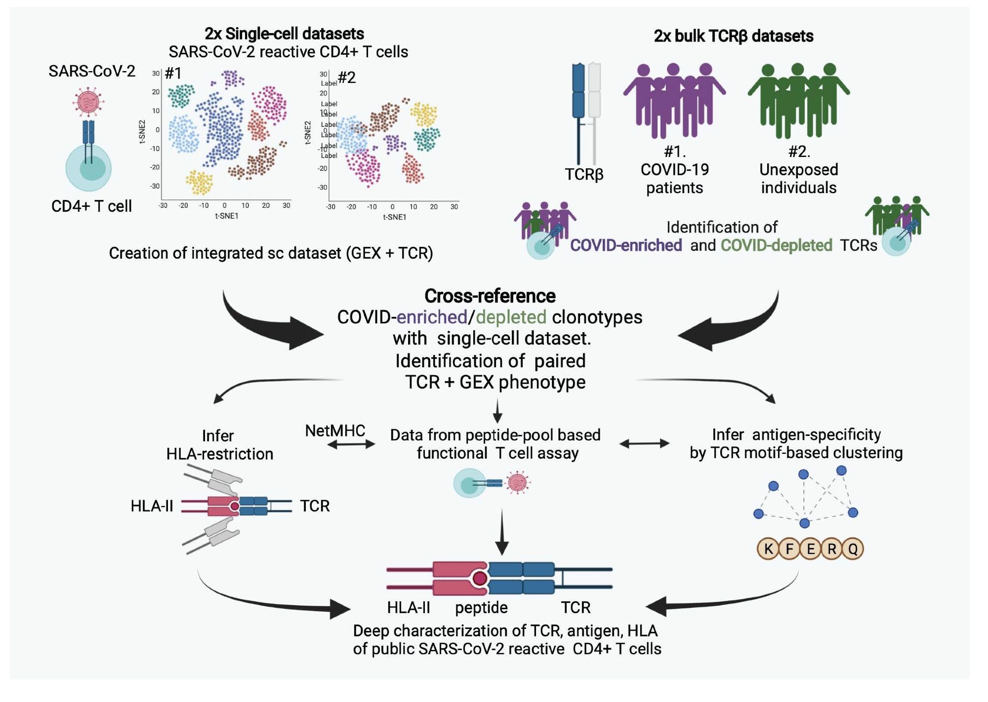 Study: Characterization of SARS-CoV-2 public CD4+ αβ T cell clonotypes through reverse epitope discovery