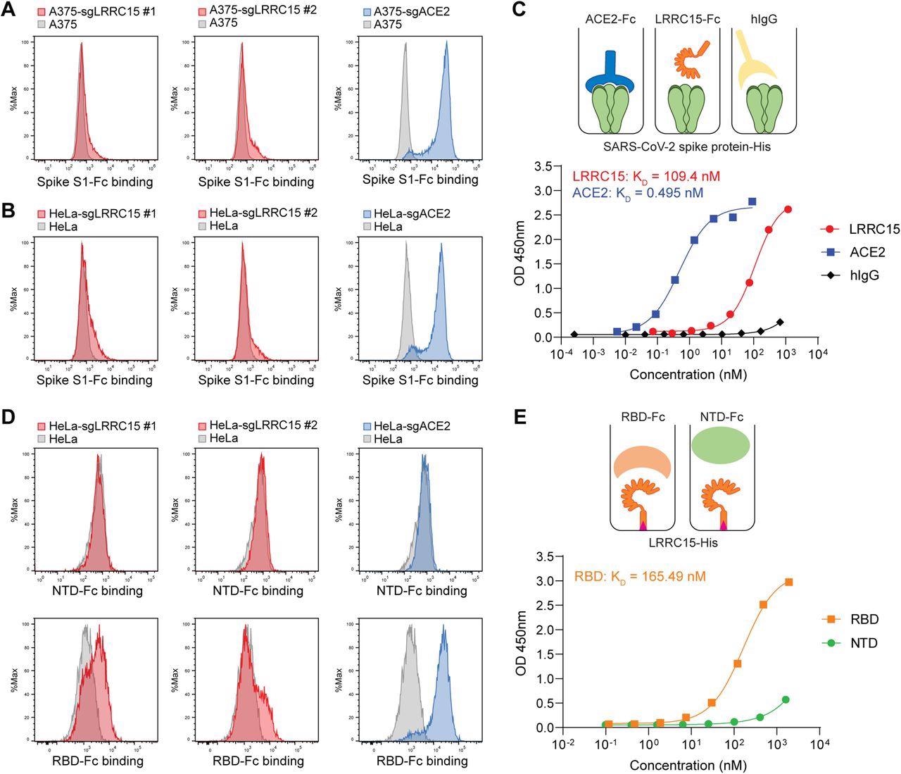 LRRC15 binds with SARS-CoV-2 spike protein at the receptor-binding domain (A) A375 cells were transduced with indicated activating sgRNAs and incubated with SARS-CoV-2 spike S1-Fc fusion protein. Protein binding was measured by flow cytometry.  (B) HeLa cells were transduced with indicated activating sgRNAs and incubated with SARS-CoV-2 spike S1-Fc fusion protein. Protein binding was measured by flow cytometry.  (C) Dose-dependent binding of SARS-CoV-2 spike protein (Wuhan-Hu-1) to both ACE2 and LRRC15 with a Fc tag was determined by ELISA. Human IgG1 was included as a negative control. Dots indicate means of duplicates.  (D) HeLa cells were transduced with indicated activating sgRNAs and incubated with SARS-CoV-2 spike NTD-Fc or RBD-Fc fusion protein. Protein binding was measured by flow cytometry.  (E) The binding of the SARS-CoV-2 RBD and NTD to LRRC15 was measured by ELISA.