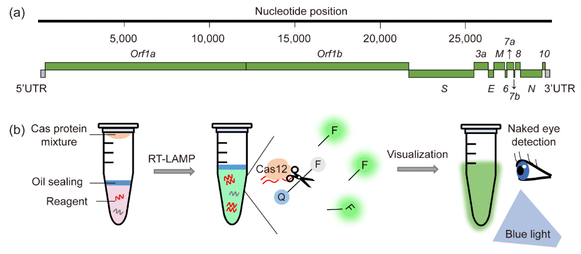 CRISPR-Cas-based detection method for SARS-CoV-2. (a) Genomic features of SARS-CoV-2. Typical target genes used for SARS-CoV-2 detection are those encoding the spike (S), envelope (E), and nucleocapsid (N) proteins. (b) Schematic illustration of the Cas12-mediated one-pot visual SARS-CoV-2 detection (opvCRISPR) method. RNA isolates and reagents for isothermal reverse amplification (RT-LAMP) are placed at the bottom the tube and sealed with oil to prevent contamination. The CRISPR-Cas12a reaction mixture is loaded inside the lid. After 40 min of RT-LAMP amplification, the tube is shaken to mix the RNA mixture and CRISPR-Cas12a reagents. Once Cas12a recognizes the target gene, the ssDNA reporter is cleaved by collateral activity. The cleaved ssDNA fluorescent reporter emits fluorescence, which can be detected under blue light with the naked eye.