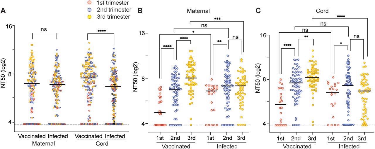 Neutralizing activity of maternal and cord plasma samples from vaccination cohort and infection cohort. (A) Comparison of the composite median NT50 titers against all examined strains between vaccinated and infected group. The dot plots show NT50 values in maternal plasma and cord plasma. The dotted line indicates the cut-off threshold of this assay. (B, D) NT50 values of the maternal and cord blood were compared separately. Black bars represent the median of NT50 values. *P < 0.05; **P < 0.01; ***P < 0.001; ****P < 0.0001; ns, not significant (Mann-Whitney test). Trimester of exposure is indicated by color (red, first trimester; blue, second trimester; yellow, third trimester).