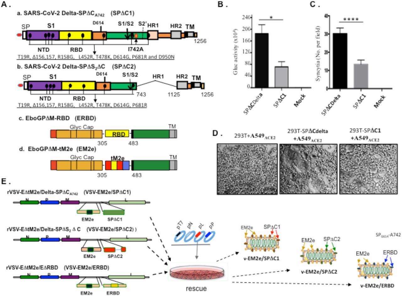 Construction and rescue of rVSV Delta SP and influenza M2e bivalent vaccines. A) Schematic diagram of the Delta SPΔC and EboGPΔM-tM2e immunogens present in the bivalent vaccines. a. SARS-CoV-2 Delta-SPΔCA742 (SPΔC1), containing a C-terminal 17 aa (DEDDSEPVLKGVKLHYT) deletion and a I742A mutation as indicated. The nine mutations in Delta SP are listed in lower part. b. Delta SPΔC2, containing the C-terminal 17 aa deletion and another 381 aa (encompassing aa744 to aa1124) deletion in S2 domain. The eight mutations in SPΔC2, are listed in lower part. c. EboGPΔM-RBD, the RBD of SARS-CoV-2 was used to replace the MLD domain in EboGP. d. EboGPΔM-tM2e, four copies of influenza virus M2 ectodomain (24 aa) polypeptide (tM2e) replaced the MLD domain in EboGP. B) The attenuated virus entry of SPΔC1. A549ACE2 cells were infected with equal amounts of SPΔCDelta-PVs or SPΔC1-PVs (adjusted by P24) carrying Gaussia luciferase (Gluc) gene, as indicated. At 48hrs after infection, the Gluc activity in the supernatant of different infected cultures was measured. Data represents Mean ±SD of two replicates from a representative experiment out of three performed. C and D) The attenuated cell-to-cell fusion ability of SPΔCDelta- or SPΔC1-mediated syncytia formation was analyzed by co-culturing the SPΔCDelta- or SPΔC1-expressing 293T cells with A549ACE2 cells. The amounts of syncytia were counted after 24 hrs in 5 different views of microscope (C), and was also imaged under bright-field microscopy (D). E) Schematic diagram of VSV-EM2e/SPΔC1, VSV-EM2e/SPΔC2 and VSV-EM2e/ERBD and the virus rescuing procedures. 293T and Vero E6 co-culture cells were co-transfected with VSV-ΔG-EM2/SPΔC1, VSV-ΔG-EM2/SPΔC or VSV-ΔG-EM2/RBD, and helping plasmids (T7, N, L, P plasmids). The supernatants containing V-EM2e/SPΔC1, V-EM2e/SPΔC2 and V-EM2e/ERBD viruses were used to infect Vero E6 cells to generate the rVSV stocks.