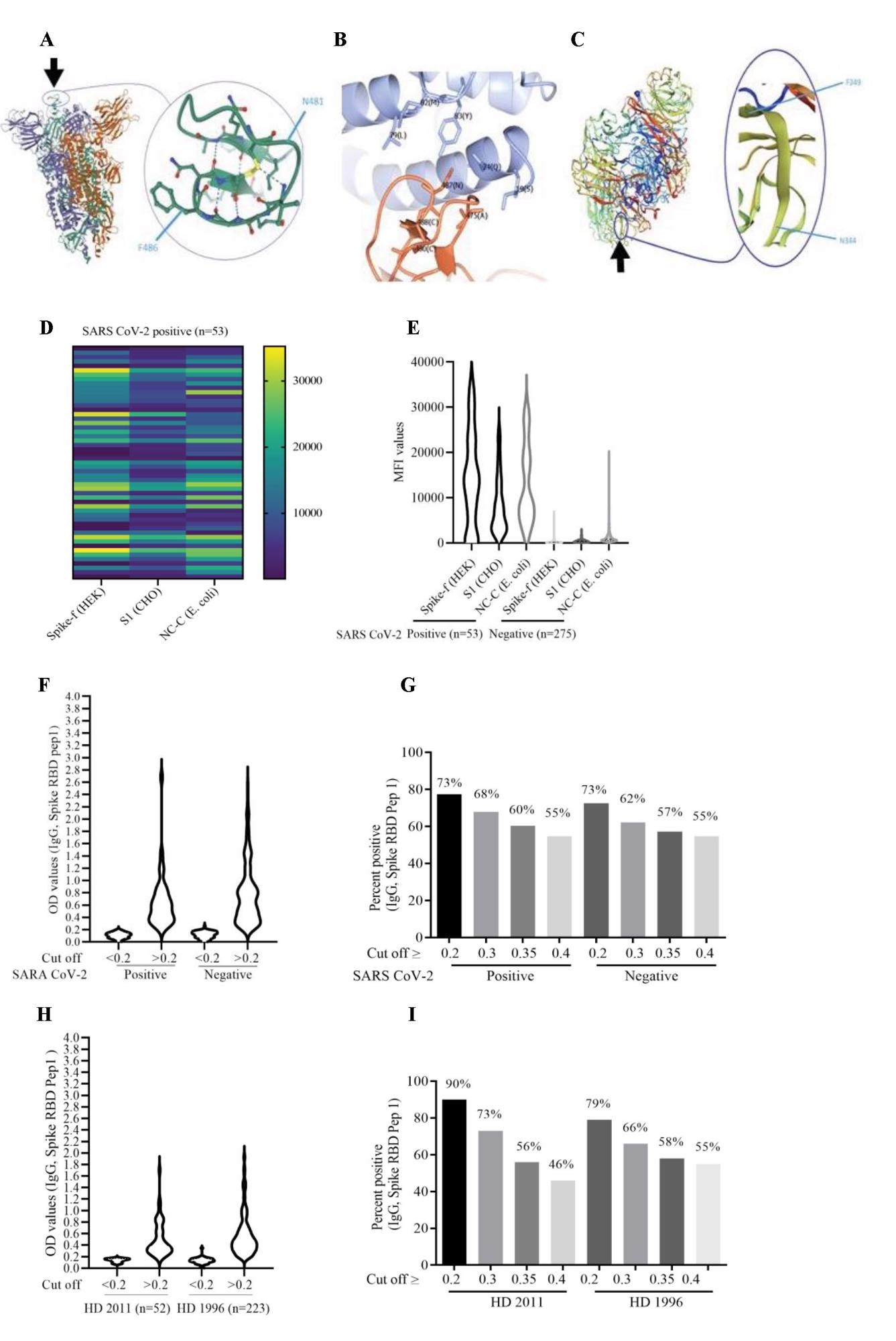 Heat map showing peptide-specific IgG antibodies and bead array assay data (MAD) in COVID-19-positive and COVID-19-negative individuals. (A and C) Heat map of MAD values for peptides 3, 7, and 11 in COVID-19 positive (A) and COVID-19-negative (C) cohorts. (B and D) The IgG antibody levels (MAD values) to the NGVKGF (peptide 7) were higher than to the NGVEGF peptide (peptide 3) in both COVID-19-positive (B) and COVID-19-negative (D) cohorts. (E–H) Peptide-specific IgG antibodies in two COVID-19-positive individuals (E and F), in a subject who was exposed to Flu and SARS CoV-2 but did not get sick (G), and in a COVID-19-negative subject (H). p<0.00001, p<0.0001, p<0.001, p<0.01, ns: not significant.