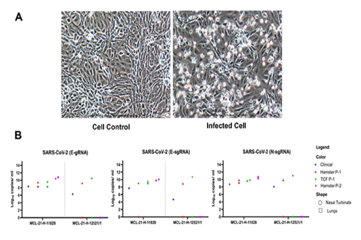 Figure 1: Omicron variant virus isolation in the Vero CCL-81 Cells and their viral titer: A) Vero CCL-81 cell control (Left) and Omicron infected Vero CCL-81 cell (Right) at passage 2, PID-4. B) The viral load of the SARS- CoV-2 in human clinical samples, hamster specimens at passage 1 and 2 and Vero CCL-81 at passage 1 culture. The genomic RNA and subgenomic RNA load for the E gene along with N gene from nasal turbinate and lungs of two different clinical specimens.